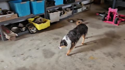 Shop Dog Do all shops have a dog that seems to end up living there