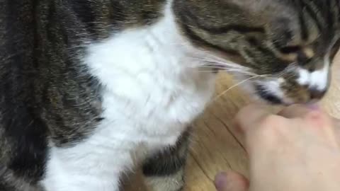 SOO cute! A cat that comforts its owner.