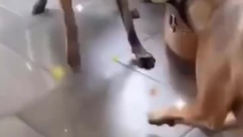 Dogs Play with a Ball
