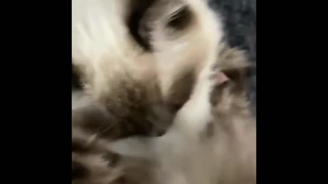 Fluffy cat eats too much candy and sleeps in Halloween candy basket