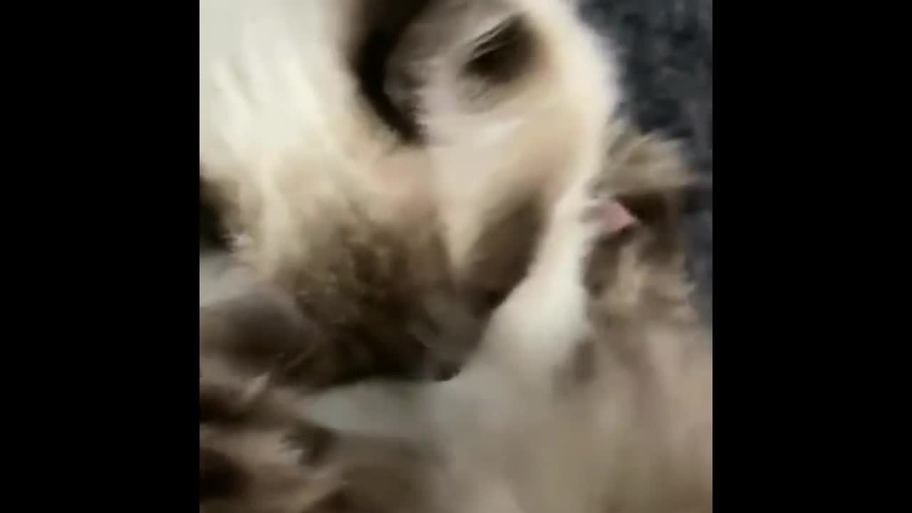 Fluffy cat eats too much candy and sleeps in Halloween candy basket