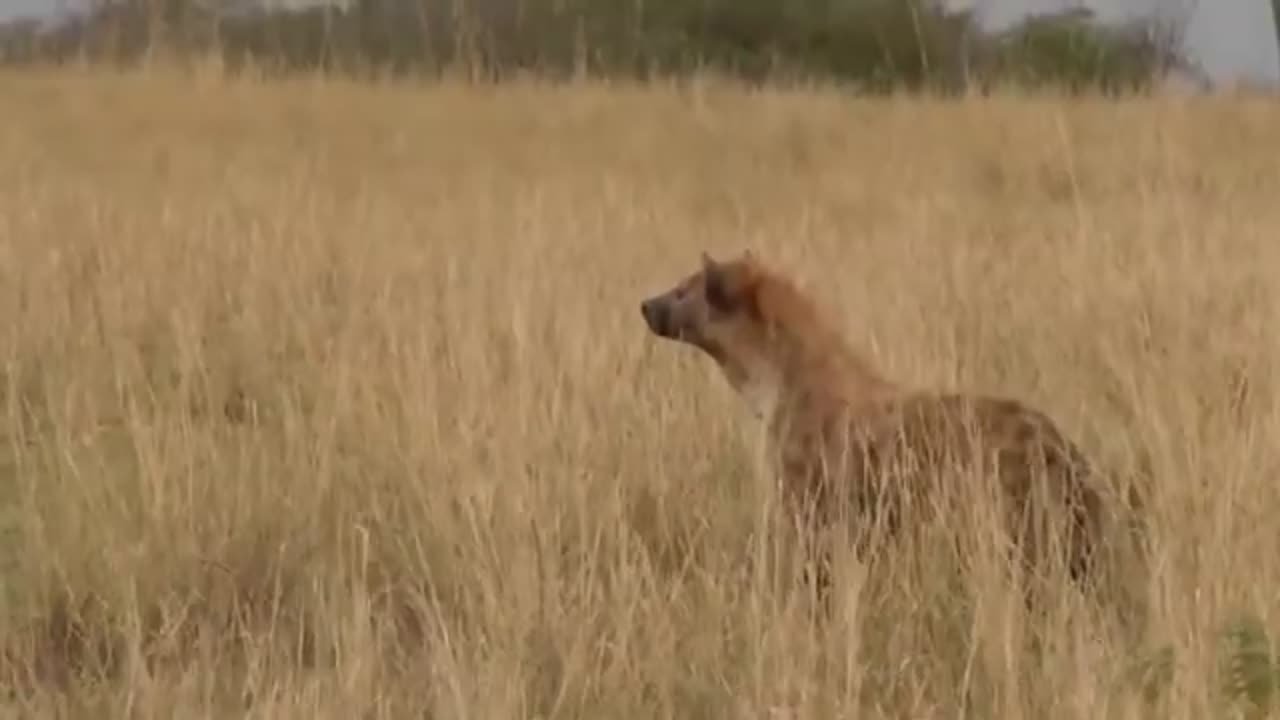 a wild lion fights with elephant HD