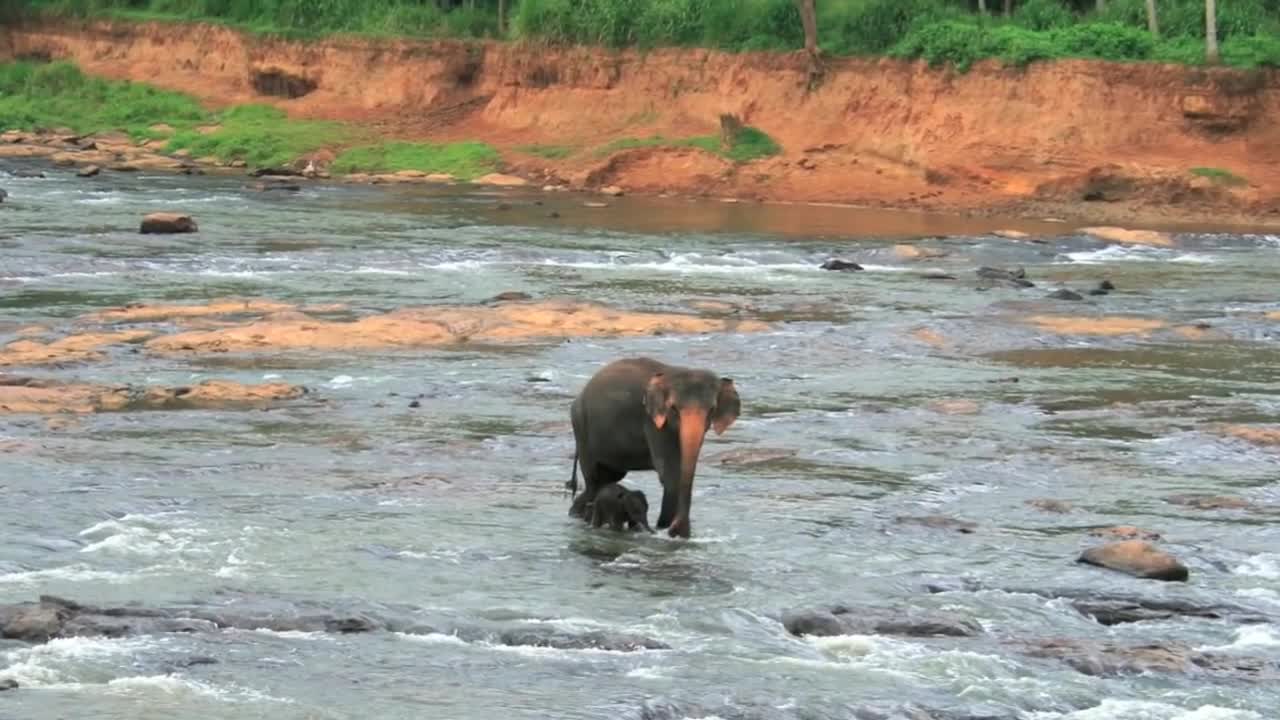 Elephants in Sri Lanka