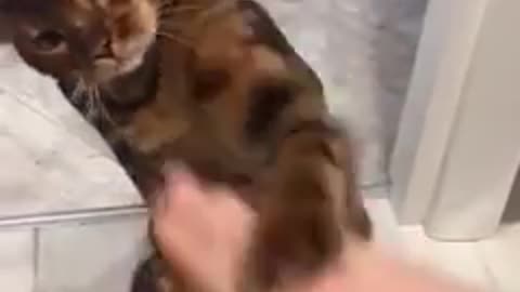 Funniest Cats and Dogs