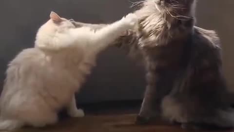 The Cutest Cat Fight Ever