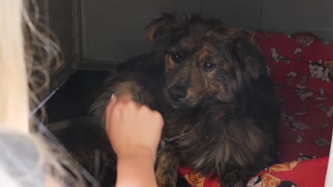Girl touches a dog's nose