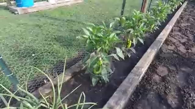 How to Grow Banana Peppers (PROGRESSION) Growing Guide