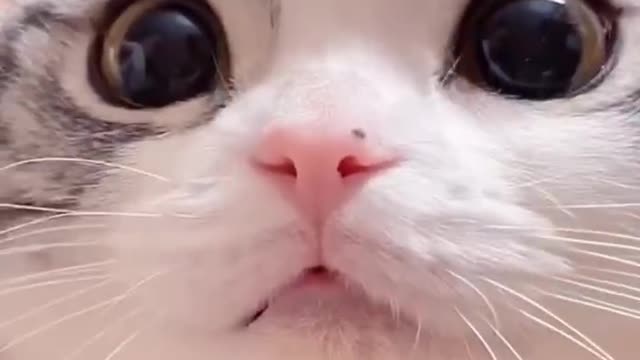 Coquettish cat is the best life