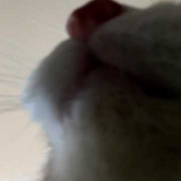Cat tries use camera
