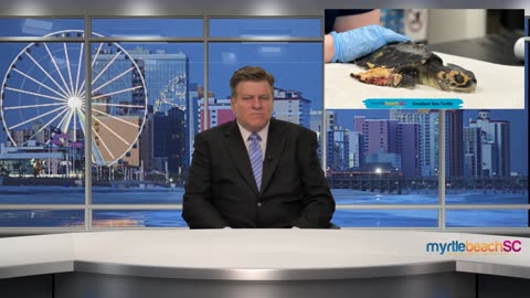 South Carolina Aquarium Admits Smallest Sea Turtle Patient in Aquarium History