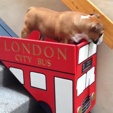 Dog takes the stair lift 2021