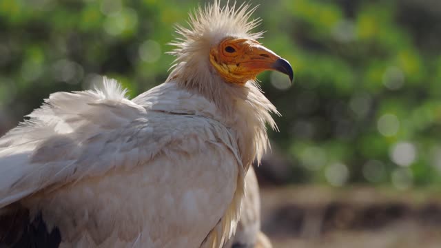 look at this beautiful heron