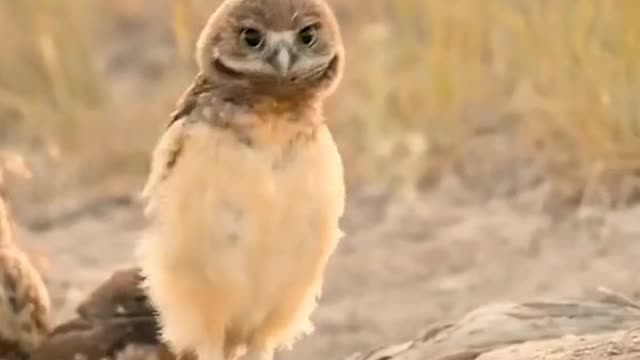 Animals owns the dancing floor😂