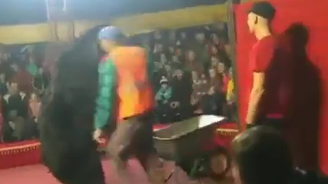 Bear Handler Gets Mauled