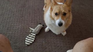 A little exercise corgi style