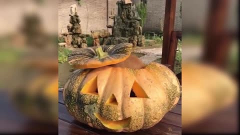 Baby Dogs-inusitado#07