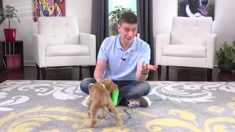 How to Train your Puppy to Come When Called NOW AND FOREVER!