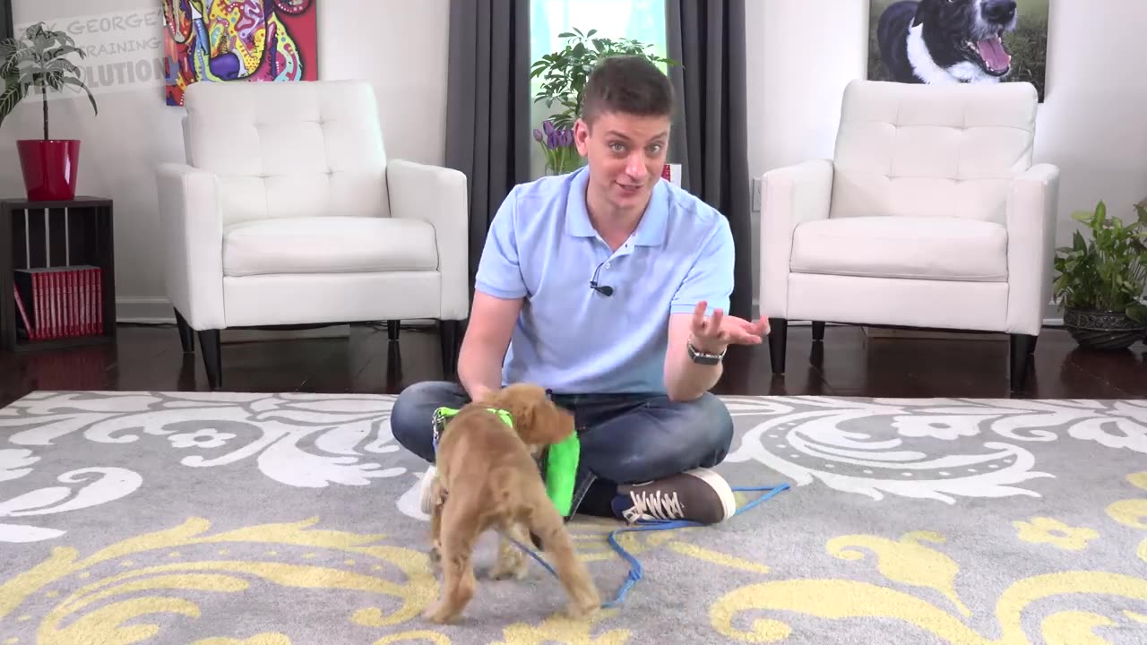 How to Train your Puppy to Come When Called NOW AND FOREVER!