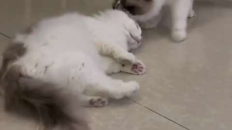 cat funny moment