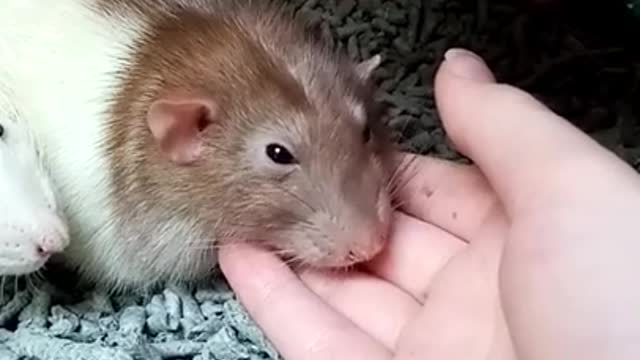 Close Up View of Hamsters