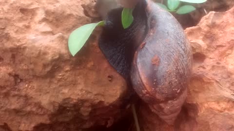 Turbo the real Snail feeding.
