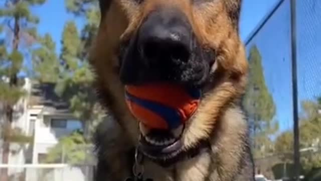 Smart dog training video