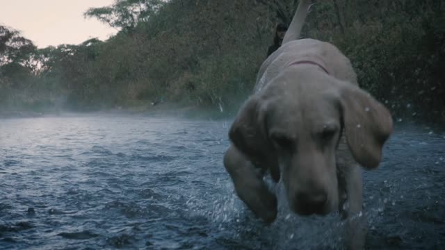 Dog catches a ball in a river and owner playing with a ball in a creek