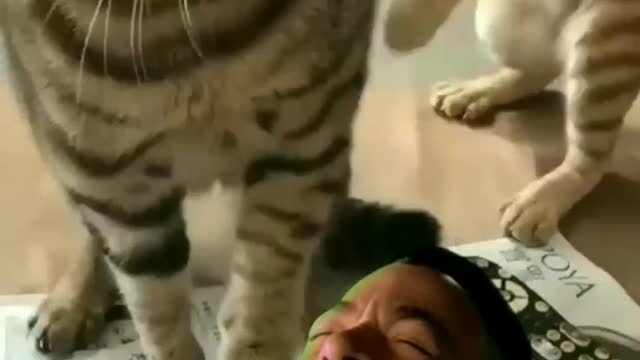 Funny cats and dog videos