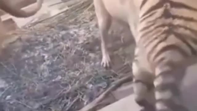 Dog bites tiger