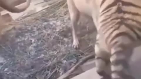 Dog bites tiger