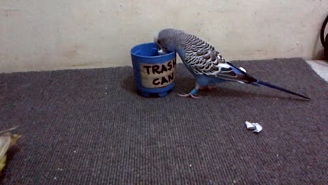 Parrots Clean up Trash