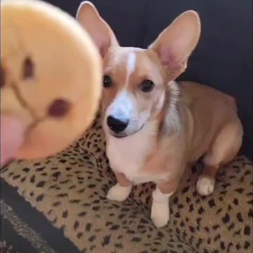 Puppy Loves His Cookie