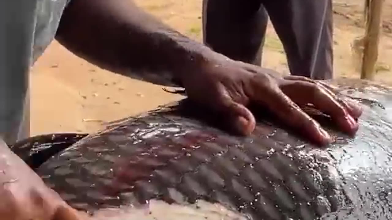 Amazing 50 kg Fish cutting skill || Amazing Video