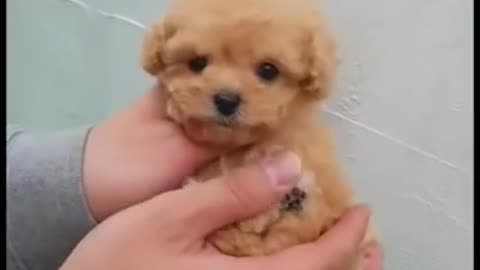 The TINIEST PUPPY you'll ever see | ADORABLE