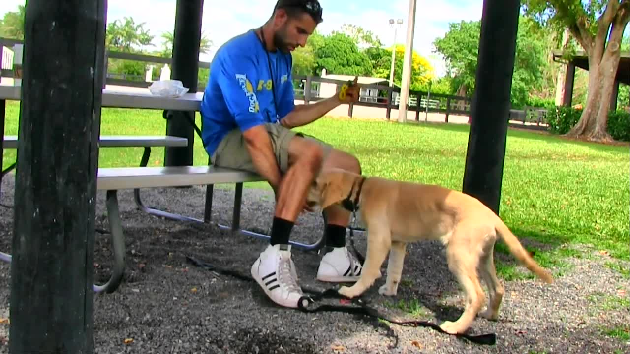 Behind the scene Footage at Trainer's Dog Training academy!