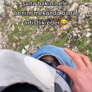 funny|prank|jokes|funny jokes|dad jokes|funny memes|funny video|fun|laughing|funny animal|knock