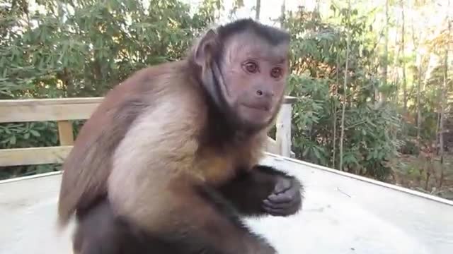 monkey eating chili