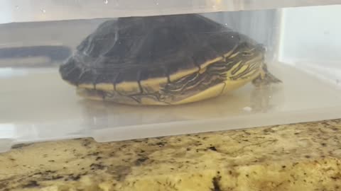 How I clean my turtle tank