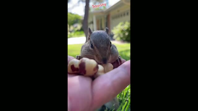#US cute and funny baby animals video animal complication