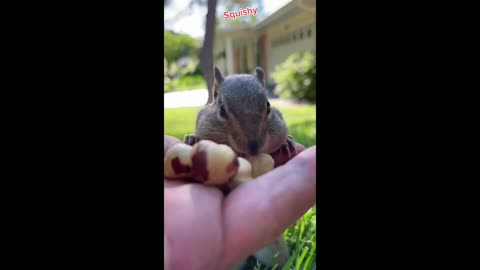 #US cute and funny baby animals video animal complication