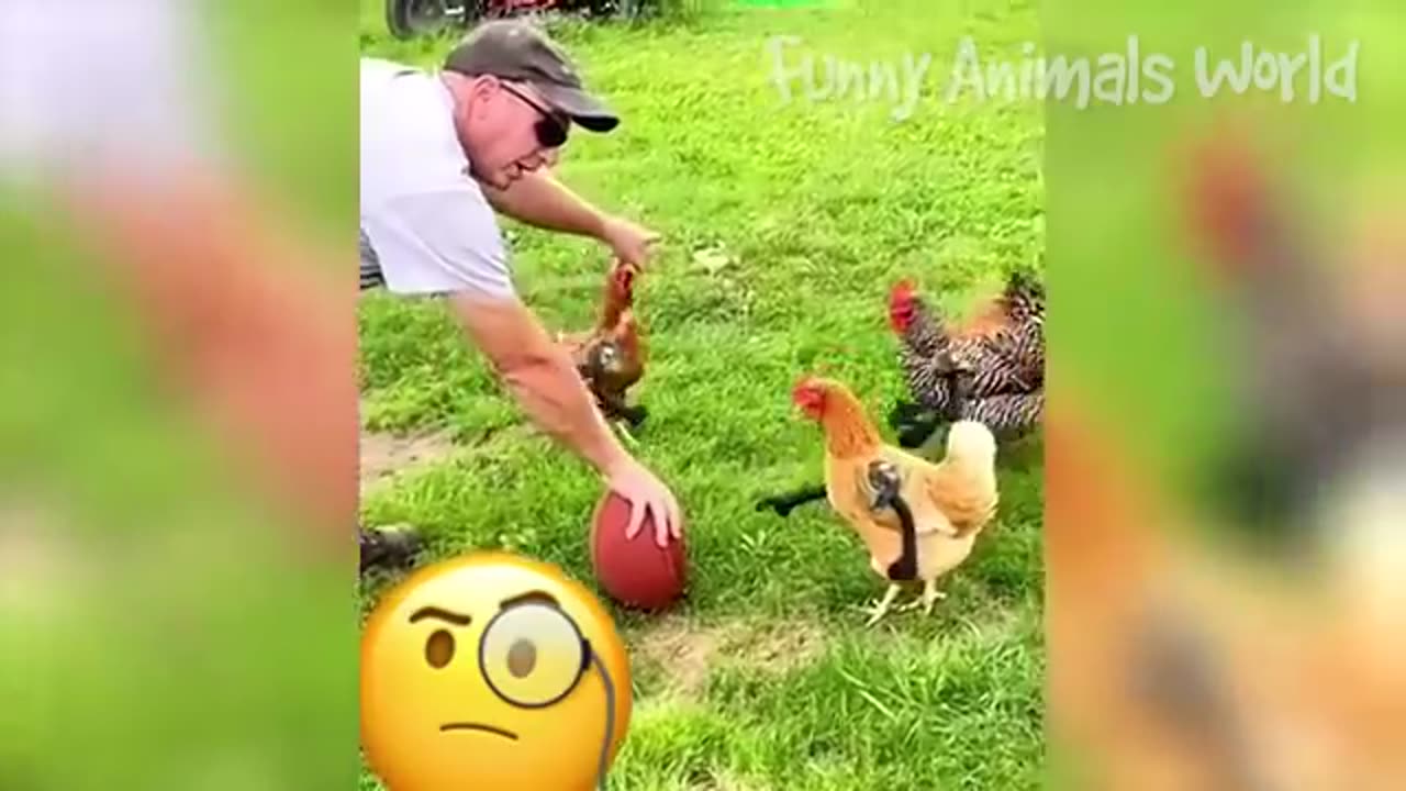 Funny animal video