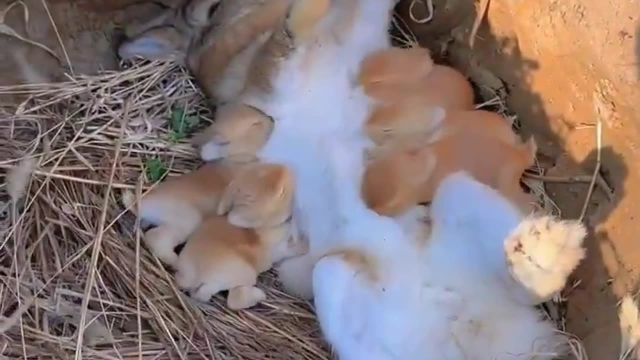 Mama rabbit and her tiny babies..🐇😍