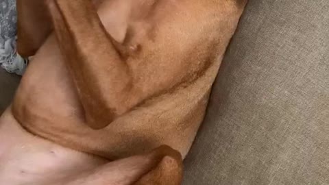 Dog Falls Asleep when Owner Massages Head