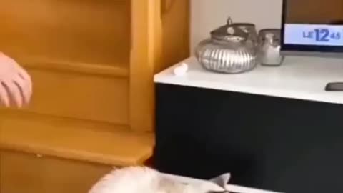 Funny animal comedy videos 😂😂