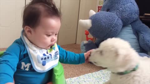 Cute Dogs and Babies Dogs And Babies Video - Funny Kids And Dogs