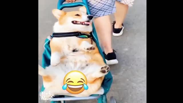 CUTE PETS SERIES: CUTE CORGI DOG LOVE TO LIE IN STROLLER