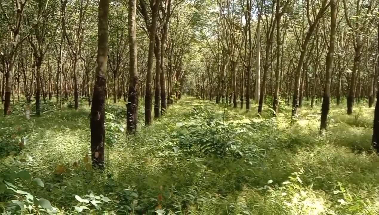 Beautiful scenery at Srey Snom Dam