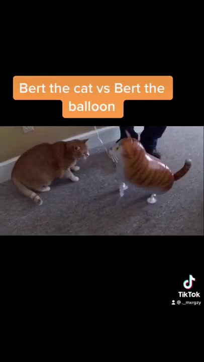 Cat Vs Cat Balloon
