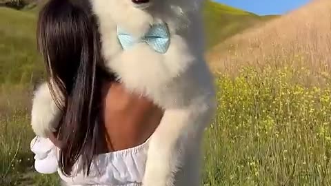 Majestic Husky Chronicles: A Tale of Howling Adventure | ChucklingChaosTV