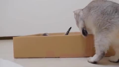 Cat playing